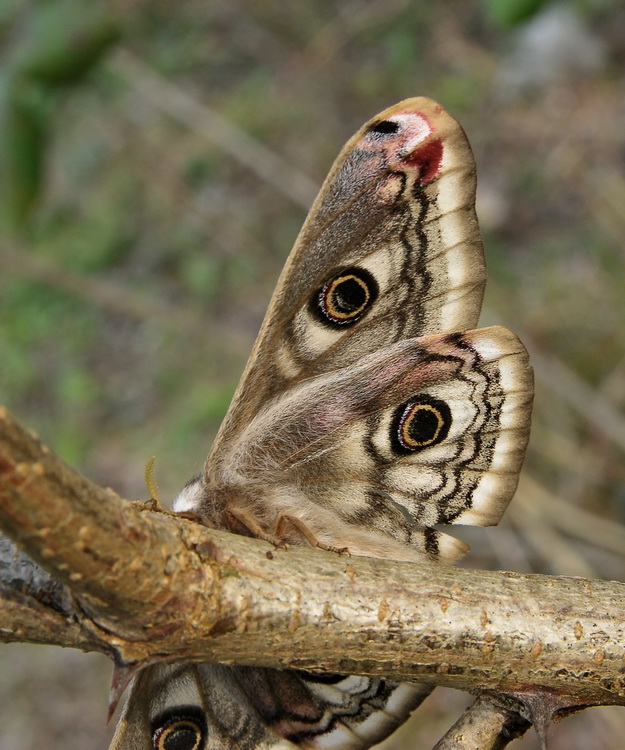 Saturnia  pavonia - femmina